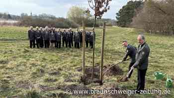 Ups, nur eine Gifhorner Königseiche – und die Königinneneiche?