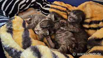 Spaziergänger finden entsorgte Katzenbabys im Kreis Düren