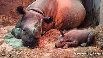 Krefelder Zoo: Sorge um Nashornbaby Billie