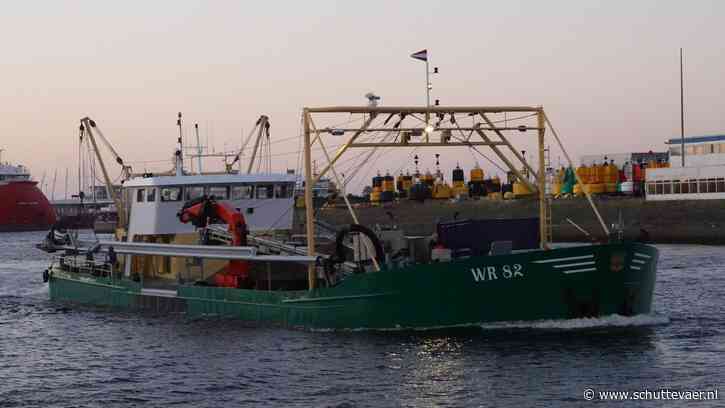Aantrekkelijke hoeveelheid spisula’s ten oosten van windpark Amalia