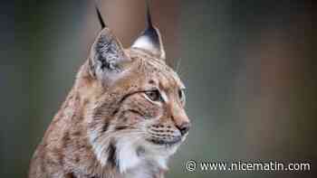 Tigres blancs, pumas, lynx: l'Espagne démantèle un trafic en ligne de félins exotiques