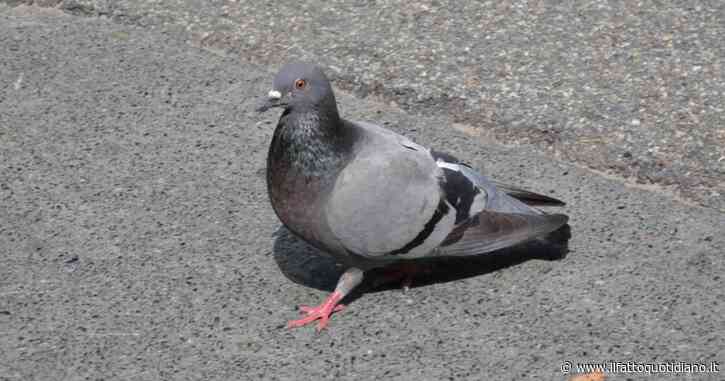 Mangiare piccioni di strada, quali rischi? – Il caso del ristorante cinese chiuso, li servivano al posto dell’anatra