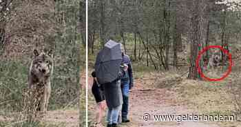 Franse familie verbaasd na wolvennieuws: ‘Waarom kregen we geen waarschuwing bij huren van fietsen?’