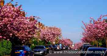 In pictures: Stunning cherry blossom trees show their beauty