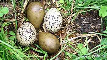 Paaseieren zoeken tijdens vaartocht door het Ilperveld