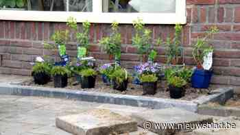 Gemeente streeft naar 47.817 gewipte tegels tijdens Vlaams kampioenschap: “Ambitieus, maar niet onhaalbaar”