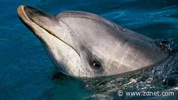 Google is talking to dolphins using Pixel phones and AI - and the video is delightful