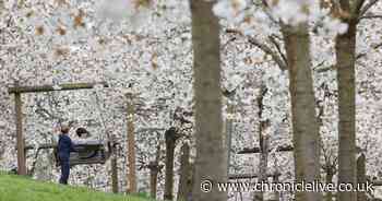 See Alnwick Garden's famous cherry blossom tree orchard in full bloom