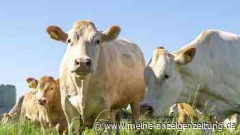 Warum werden Milchkühe von ihren Kälbern getrennt?