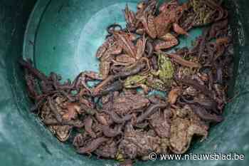 Paddenoverzet in Limburg breekt records: al 5.000 padden meer gered dan in 2024
