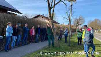 Praxiskurs für Obstbaumschnitt