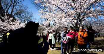 Toronto’s ‘cherry blossom watch’ says it’s almost time for popular spring pilgrimage