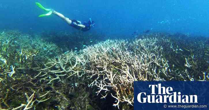 Climate crisis has tripled length of deadly ocean heatwaves, study finds