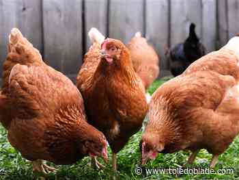 Chicken talk hatches in Northwood as committee contemplates an ordinance