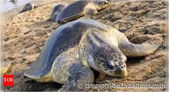 'Marco Polo of turtles' swims from Odisha to Maharashtra for double nesting