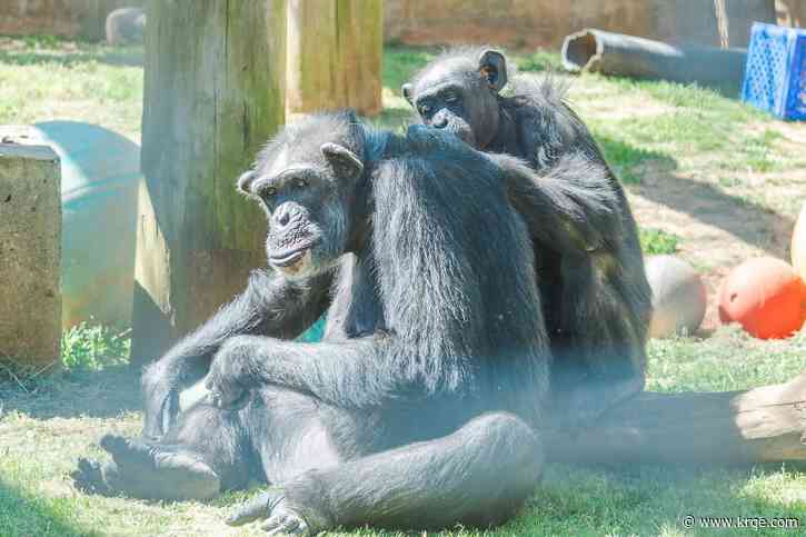 Remaining Alamogordo research chimpanzees move to new home in Louisiana