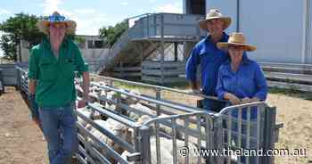 Fertility, fat and fleece focus pays off in spades for Curban flock