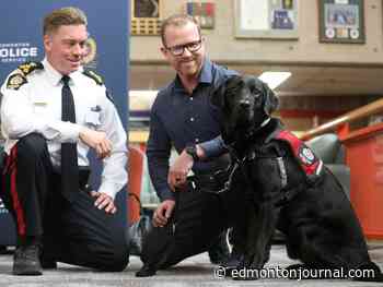 Blaise, Alberta's first operational stress intervention dog, joins Edmonton Police Service