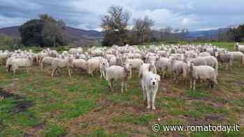 “Un agnello su due è straniero”: la campagna contro il mercato low cost