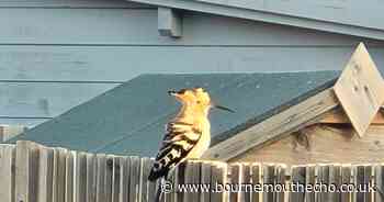 Rare crested bird from Eurasia spotted in Dorset back garden