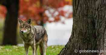 Edmonton seeing drop in aggressive coyote complaints since new hazing technique adopted: official