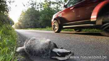 Nieuwe app moet het makkelijker maken om aangereden dieren te melden: “Dan kunnen we gerichter aan de slag”