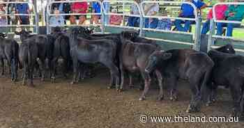 Grafton store cattle head west as buyers chase calves with weight
