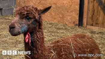 Owner of shot alpacas seeks help to treat survivor