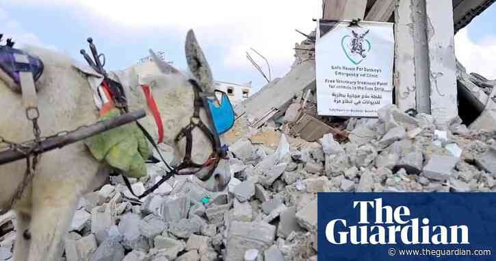 ‘The last thread connecting people to services’: why vets are risking all to care for Gaza’s donkeys