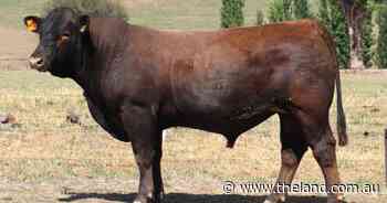 Chellambi Charolais chases the red factor in third annual bull sale