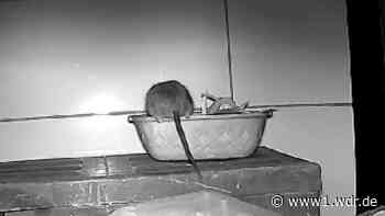 Duisburger Paar wird Ratte in Wohnung nicht los