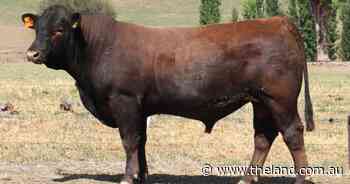 Challambi Charolais chase the red factor in third annual bull sale