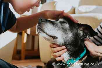 Pet tracking tech brand Identi launches creative review