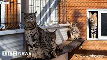 Couple arrested for breeding exotic cats in Spain