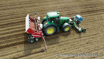 Franse verwerking bloeit te midden van fritesgekte