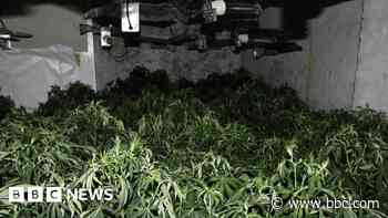 Man held after £350k cannabis farm uncovered