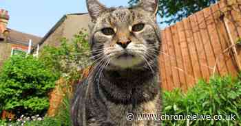 Keep cats out of your garden with this simple and natural orange peel trick
