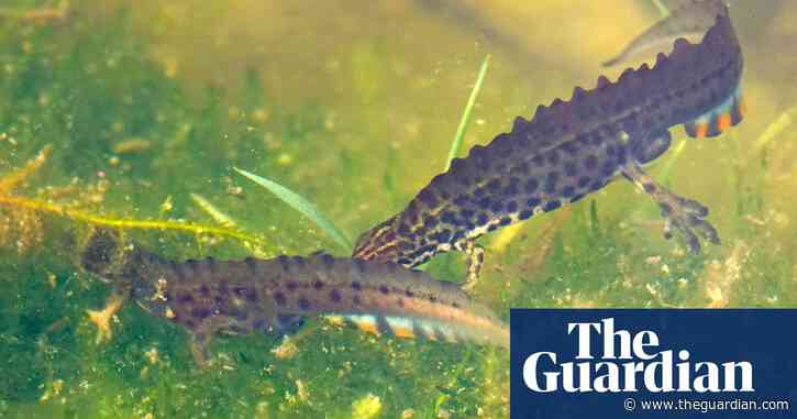 Country diary: Newt sex is more about chase than clinch | Mark Cocker