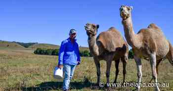 Camels help Ramm family reduce chemical input costs with alternate thistle control