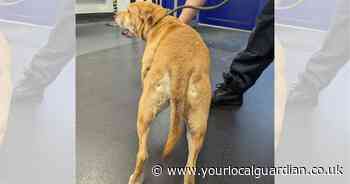 Man filmed kicking and dragging bulldog along road in west London