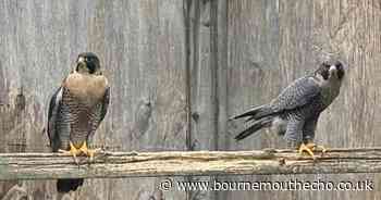 Burglars steal falcons and eggs in rural Dorset property break-in
