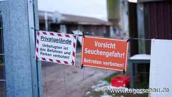 Maul- und Klauenseuche: Sperrzone in Brandenburg aufgehoben