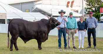 Game on: Queensland buyers score a win with $70,000 private bull purchase