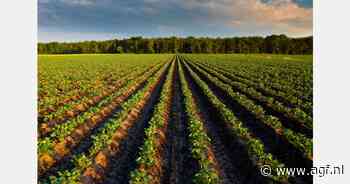 "Belgische aardappelteelt groeit ondanks marktonrust en prijsval"