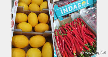 "Tegenvallende vruchtgroentenprijzen en prima meloenenprijzen in deze transitieperiode"