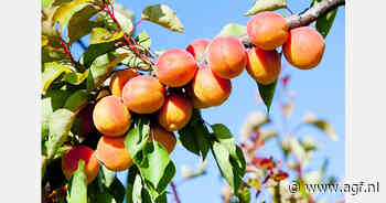 Hevige vorst beschadigt Turkse druiven en abrikozen
