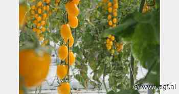 Toenemende interesse voor gele pruimtomaten
