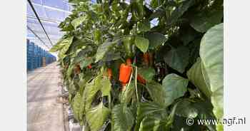 Growers United breidt assortiment uit met Tatayoyo