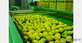 Sicilië oogst jaarrond citroenen