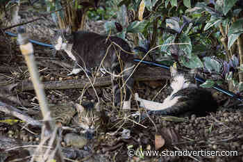 Kokua Line: How many feral cats live on Oahu?